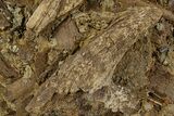 Dinosaur Tendons, Teeth, and Bones in Sandstone - Wyoming #302855-2